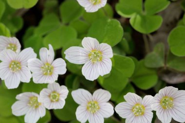 Yaygın ağaçtan çiçekler, Oxalis asetosella.. 