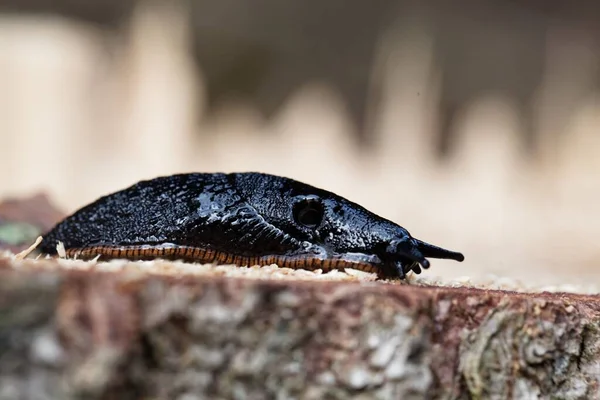 Eine Schwarze Nacktschnecke Arion Ater Auf Einem Holzgrund — Stockfoto