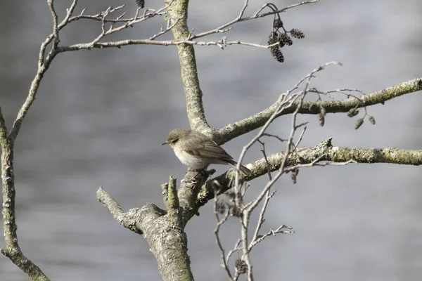 Chiffchaff Comum Phylloscopus Collybita Uma Árvore — Fotografia de Stock