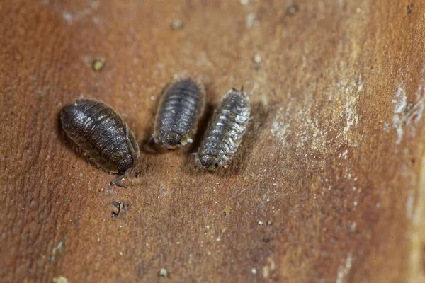 Common Rough Woodlouses Porcellio Scaber Wooden Background — Stock Photo, Image