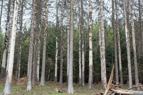 Martwe Świerki Lesie Turyngii Niemcy — Zdjęcie stockowe