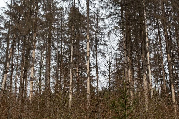 Martwe Świerki Lesie Turyngii Niemcy — Zdjęcie stockowe