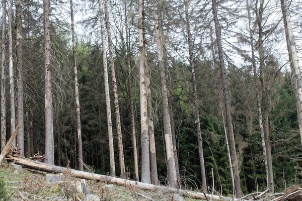 德国图林根森林中死去的云杉树 — 图库照片