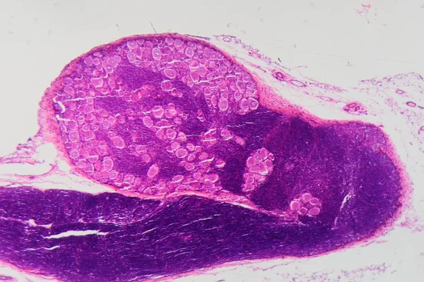 Uma Seção Longitudinal Células Ganglionares Coluna Vertebral Humana Sob Microscópio — Fotografia de Stock