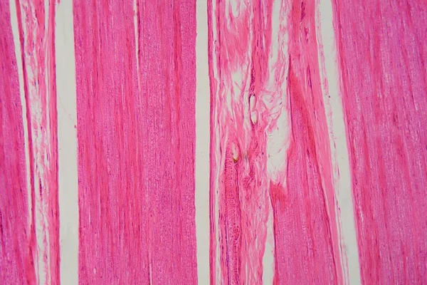 Mikroskop Altında Insan Sinir Hücrelerinin Boylamsal Bir Bölümü — Stok fotoğraf