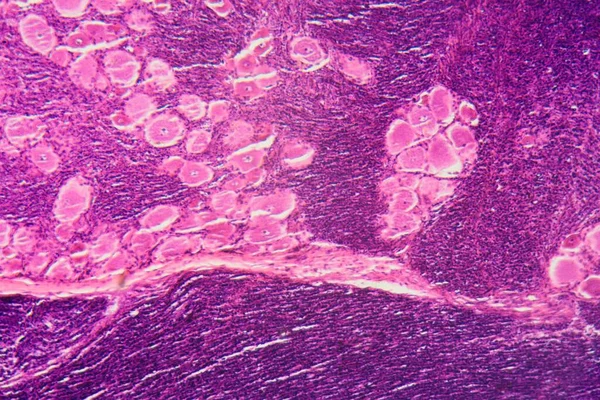 Uma Seção Longitudinal Células Ganglionares Coluna Vertebral Humana Sob Microscópio — Fotografia de Stock