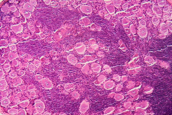 Uma Seção Longitudinal Células Ganglionares Coluna Vertebral Humana Sob Microscópio — Fotografia de Stock