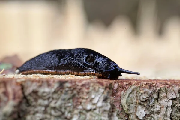 Black Slug Arion Ater Wooden Background Royalty Free Stock Images