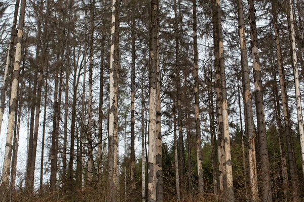 Мертвые Ели Тюрингском Лесу Германия Лицензионные Стоковые Фото