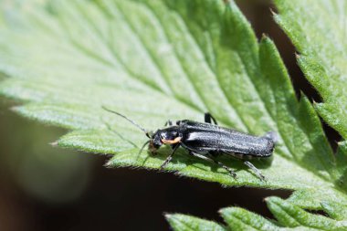 Asker böcek, Cantharis Obscura, bir yaprak üzerinde. 