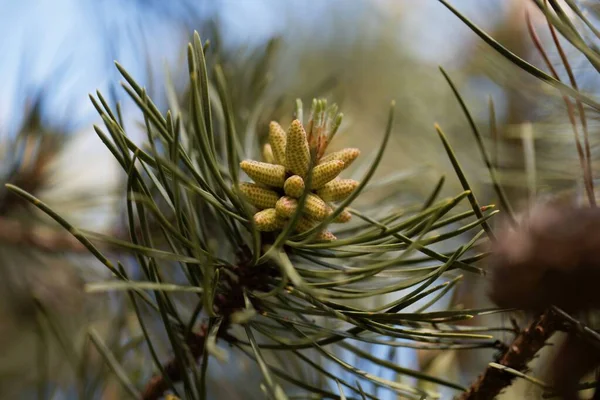 ねじれた松の木の花 ピヌス コンコルタ — ストック写真