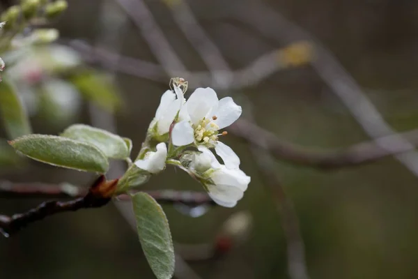 Kwiat Azjatyckiego Krzewu Jeżyny Amelanchier Asiatica — Zdjęcie stockowe