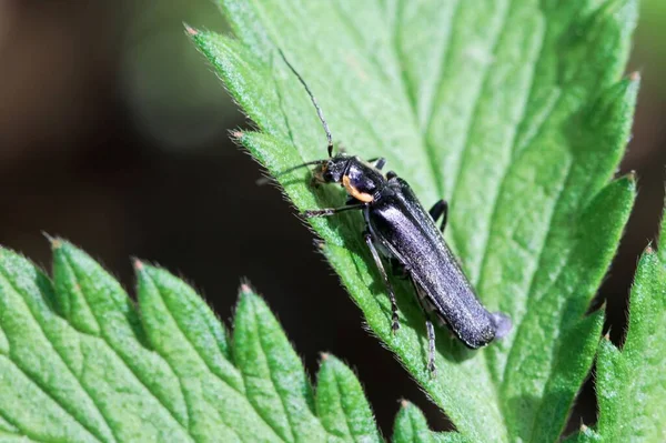 Katona Bogár Cantharis Obscura Egy Levélen — Stock Fotó