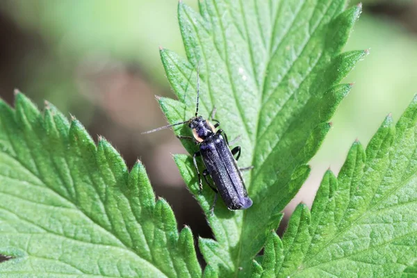 Katona Bogár Cantharis Obscura Egy Levélen — Stock Fotó