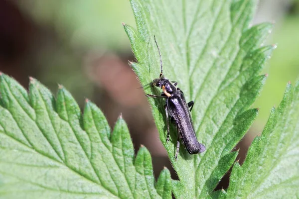 Soldatskalbaggen Cantharis Obscura Ett Löv — Stockfoto