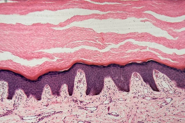 Lidská Kůže Potními Žlázami Pod Mikroskopem — Stock fotografie