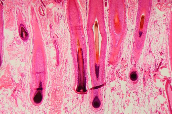 Sección Folículo Piloso Humano Piel Bajo Microscopio — Foto de Stock