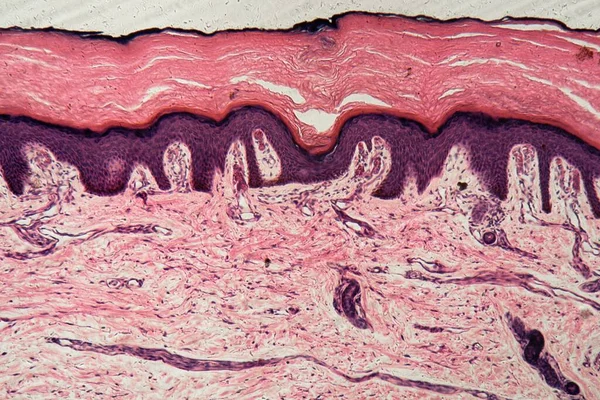 Human skin with sweat glands under the microscope