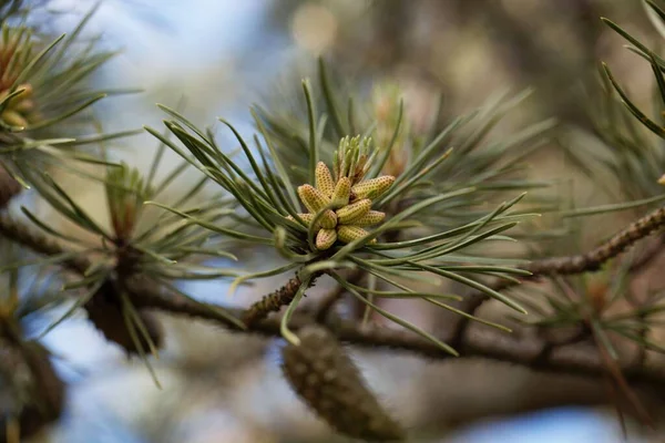 Bloem Van Een Gedraaide Pijnboom Pinus Contorta — Stockfoto