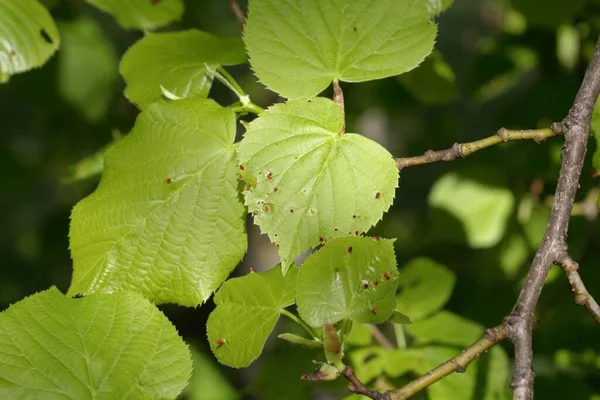 Folhas Jovens Uma Árvore Basswood Americana Tilia Americana — Fotografia de Stock