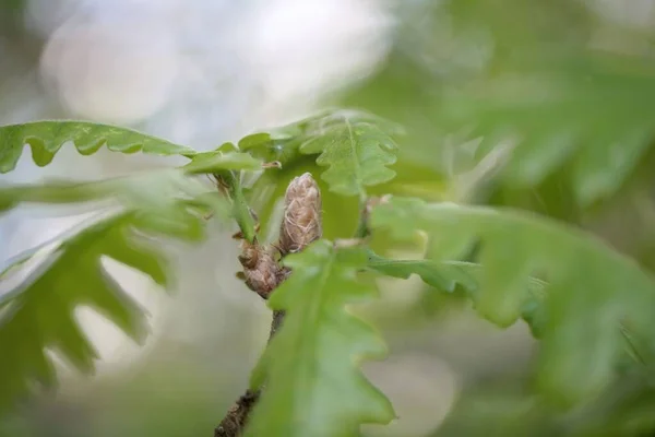 Brote Joven Roble Caucásico Quercus Macranthera — Foto de Stock