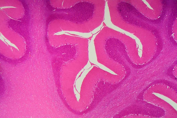 Sección Cerebelo Humano Bajo Microscopio — Foto de Stock
