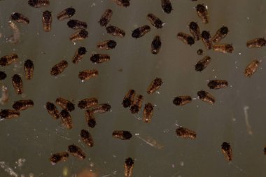 Kahverengi sudaki sivrisinek larvalarının makro fotoğrafı.