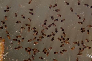 Kahverengi sudaki sivrisinek larvalarının makro fotoğrafı.