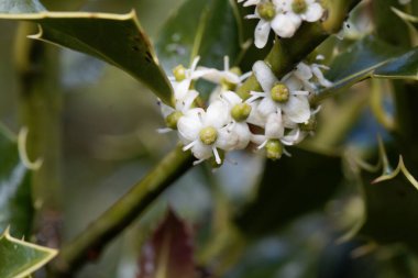Kutsal bir çalılığın çiçekleri, Ilex aquifolium 