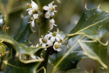 Kutsal bir çalılığın çiçekleri, Ilex aquifolium 