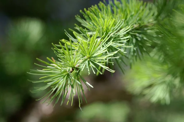 Agulhas Larício Dauriano Larix Gmelinii — Fotografia de Stock