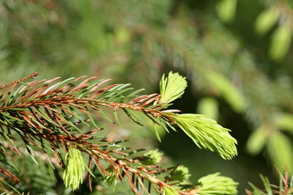 冷杉树的褐色和绿色针叶的宏观照片 — 图库照片