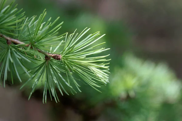 Nålar Dahuriska Lärkträd Larix Gmelinii — Stockfoto