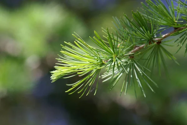 Igły Modrzewia Dahurskiego Larix Gmelinii — Zdjęcie stockowe