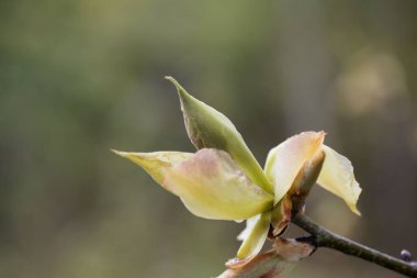 Baharda kısa süreli bir sevişme sahnesi, Carya ovata.. 