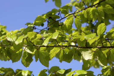 Pers demir ağacının genç yaprakları, Parrotia persica 