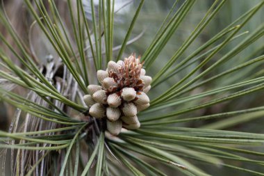 Çam ağacının çiçeği, Pinus ponderosa
