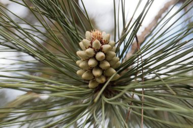 Çam ağacının çiçeği, Pinus ponderosa