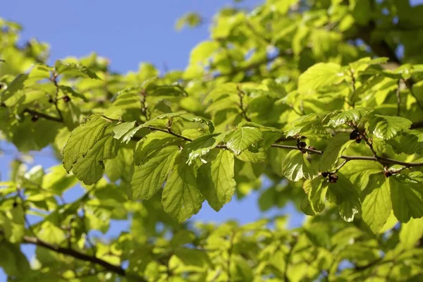 Молоде Листя Перського Залізного Дерева Parrotia Persica — стокове фото