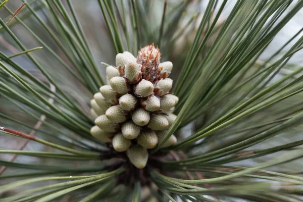 Kwiat Sosny Byka Pinus Ponderosa — Zdjęcie stockowe