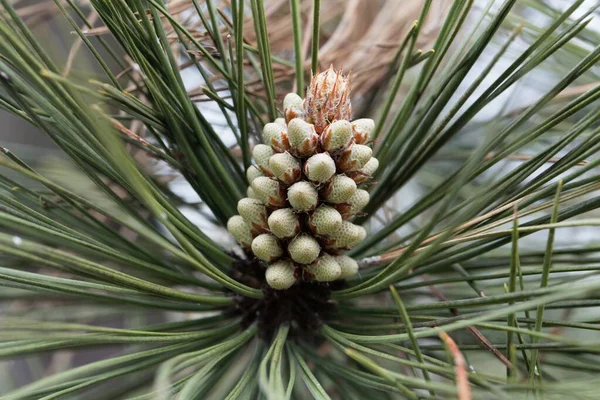 Blume Einer Kiefer Pinus Ponderosa — Stockfoto