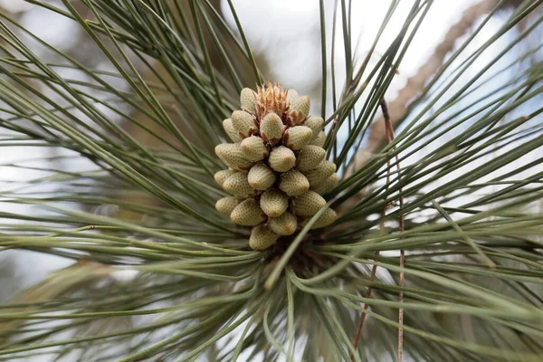 Bika Fenyőfa Virága Pinus Ponderosa — Stock Fotó