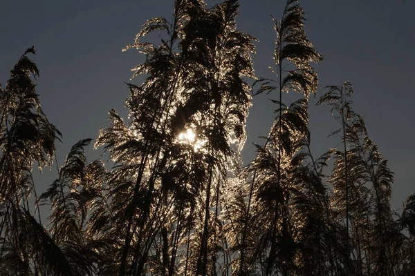 Yaşlı Reed Arka Planda Güneşli Karanlık Gökyüzünde — Stok fotoğraf