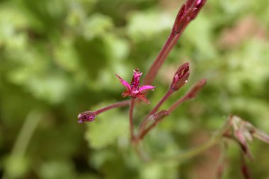 Yabani sardunya türünün çiçeği, Pelargonium aspedifolyum