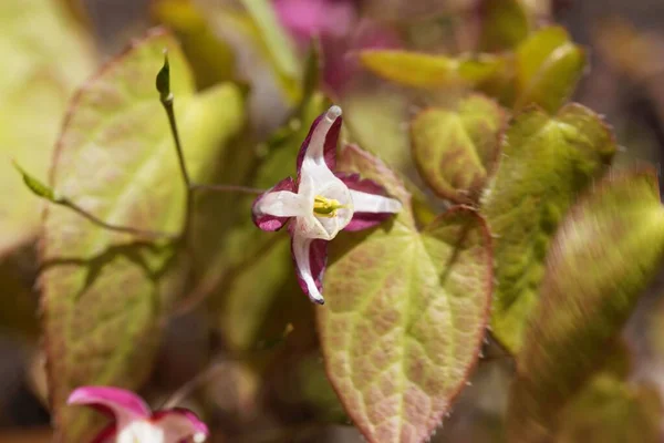 Цветок Бесцветника Epimedium Rubrum — стоковое фото