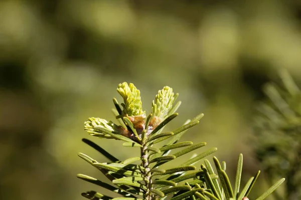 Fiatal Balzsamfenyő Tűk Abies Balsamea — Stock Fotó