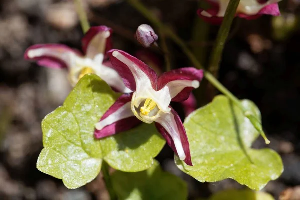 Flor Flor Barrenwort Epimedium Rubrum — Foto de Stock