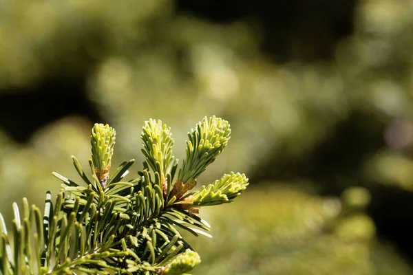 Las Agujas Jóvenes Del Abeto Bálsamo Abies Balsamea —  Fotos de Stock