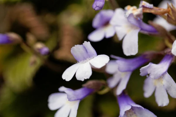 Kwiat Orfeusza Kwiat Haberlea Rhodopensis — Zdjęcie stockowe