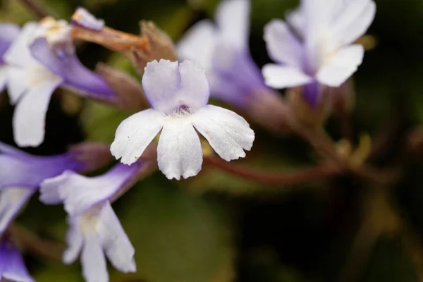 Kwiat Orfeusza Kwiat Haberlea Rhodopensis — Zdjęcie stockowe